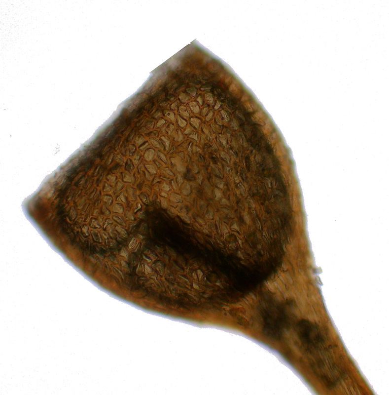Seligeria donniana
